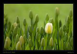 Keukenhof Hollandia 009